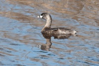Pied-Billed Grebe Chincoteague NWR, VA IMG_4113