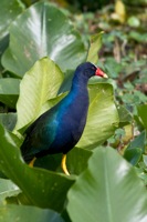 Purple Gallinule Orlando Wetlands Park, FL IMG_7931