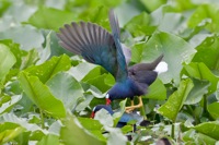 Purple Gallinules Orlando Wetlands Park, FL IMG_5759