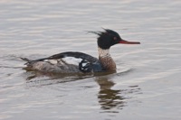 Red-Breasted Merganser Prime Hook NWR, DE IMG_1206