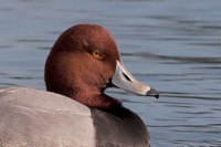 Redhead Duck Byrd Park Richmond, VA IMG_5513