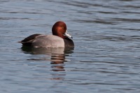 Redhead Duck Byrd Park Richmond, VA IMG_5515