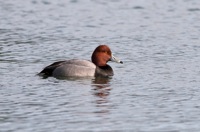 Redhead Duck Byrd Park Richmond, VA IMG_5565