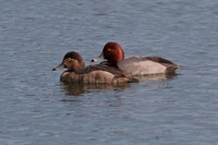 Redhead Ducks Byrd Park Richmond, VA IMG_5522