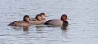 Redhead Ducks Byrd Park Richmond, VA IMG_5532