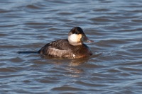 Ruddy Duck Swift Creek Reservoir, VA IMG_2290