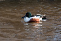 Shoveler Chincoteague NWR, VAIMG_1605