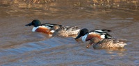 Shovelers Chincoteague NWR, VA IMG_1640