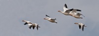 Snow Geese Chincoteague NWR, VA IMG_2908 