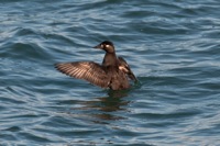 Surf Scoter (Female) Kiptopeke State Park, VA IMG_2488