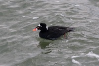 Surf Scoter CBBT, VA IMG_1386