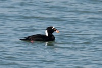 Surf Scoter Kiptopeke State Park, VA IMG_2610