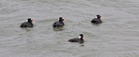 Surf Scoters CBBT, VAIMG_1285