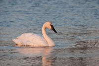 Tundra Swan Chincoteague NWR, VA IMG_2792