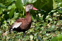 Whistling Duck Orlando Wetlands Park, FL IMG_7546