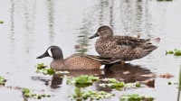Blue-winged Teal Ducks Orlando Wetlands Park, FL IMG_5792