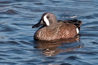 Blue-winged Teal Merritt Island NWR, FL IMG_6056