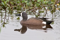 Blue-winged Teal Orlando Wetlands Park, FL IMG_5795