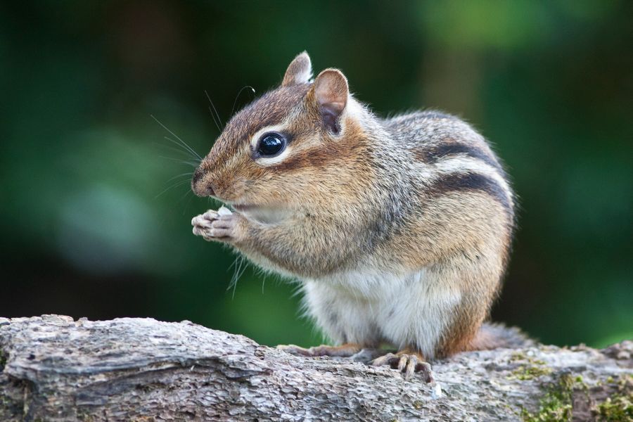 Chipmunk Richmond, VA IMG_4225