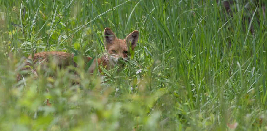 Red Fox Bombay Hook NWR, DE IMG_0922