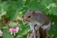 Squirrel Richmond, VA IMG_8900