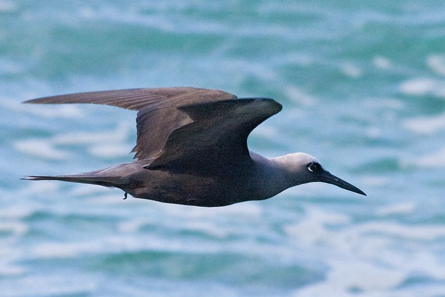 Black Noddy Makapu'u Beach, O'ahu IMG_0017