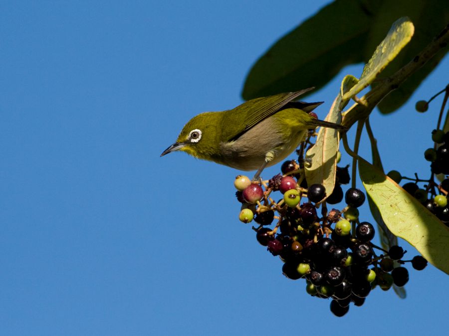 Japanese White-eye Kapiolani Park, O'ahu IMG_6934