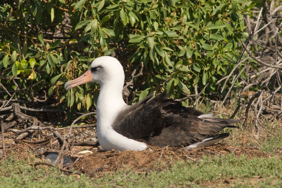 Laysan Albatross, Ka'ena Point, O'ahu IMG_7724