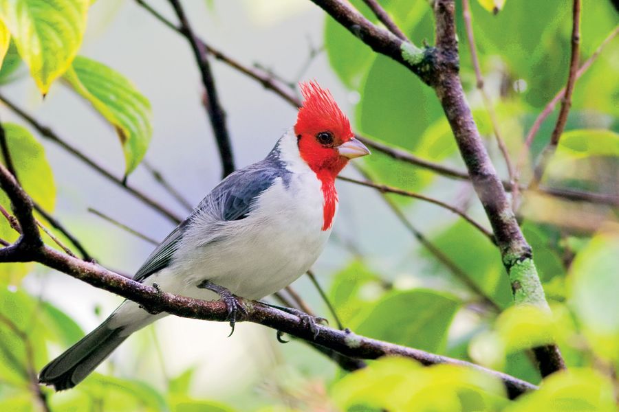 Red-crested Cardinal Ho'omaluhia Botanical Garden,  O'ahu IMG_8418