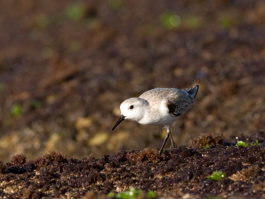 Sanderling Laniakea Beach, O'ahu  IMG_7604