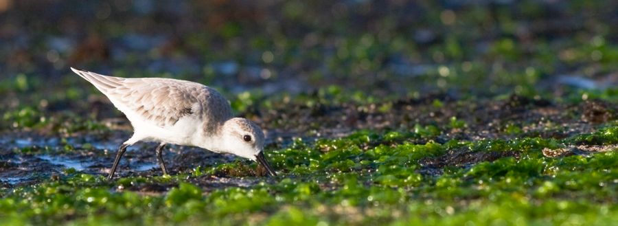 Sanderling Laniakea Beach, O'ahu  IMG_7825