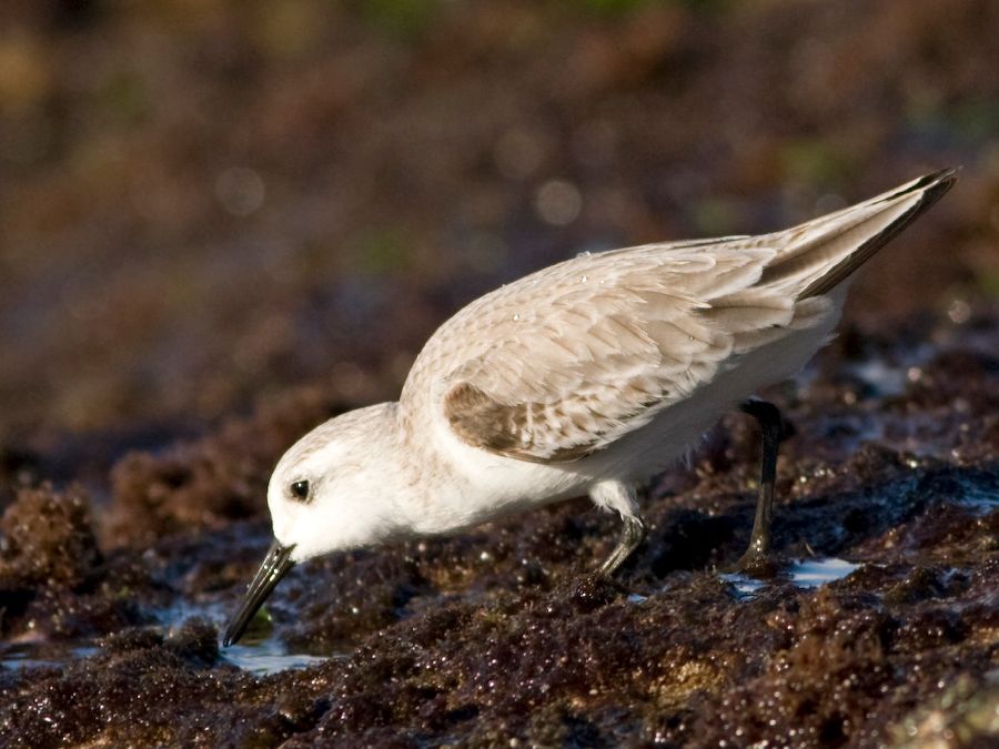 Sanderling Laniakea Beach, O'ahu IMG_7590