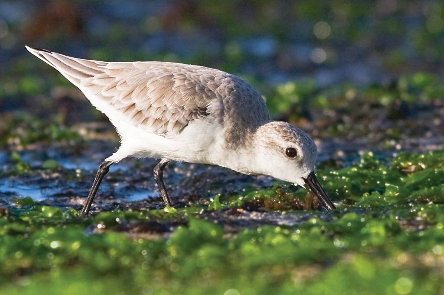 Sanderling Laniakea Beach, O'ahu IMG_7825