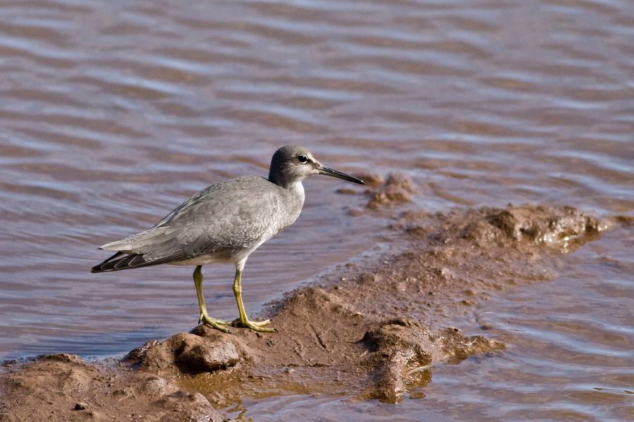 Wandering Tattler Aquafarms Kahuku, O'ahu IMG_7536