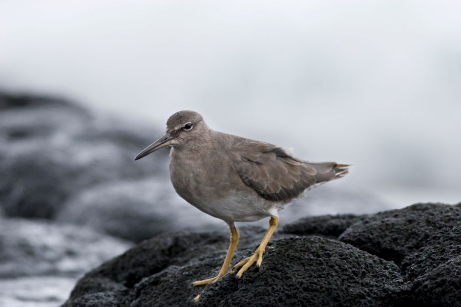 Wandering Tattler Makapu'u Beach, O'ahu IMG_6913