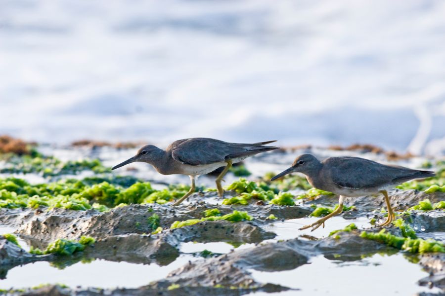 Wandering Tattlers Laniakea Beach, O'ahu IMG_7849