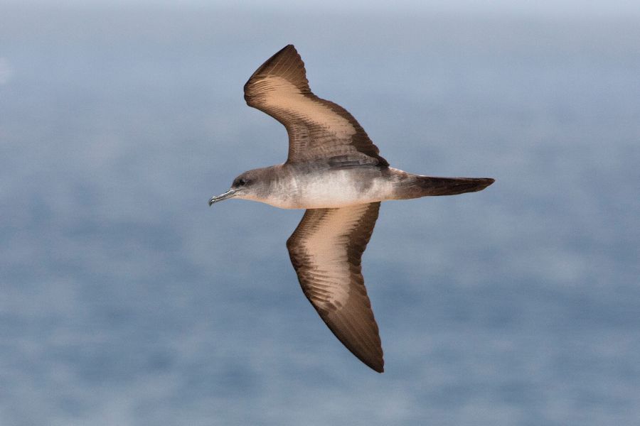 Wedge-tailed Shearwater Ka'ena Point, O'ahu IMG_5028