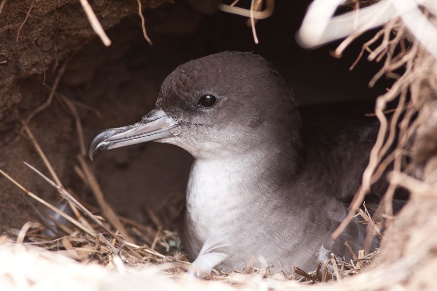 Wedge-tailed Shearwater Ka'ena Point, O'ahu IMG_5076