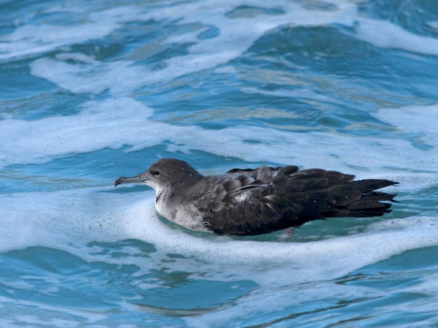 Wedge-tailed Shearwater Makapu'u Beach, O'ahu IMG_7269