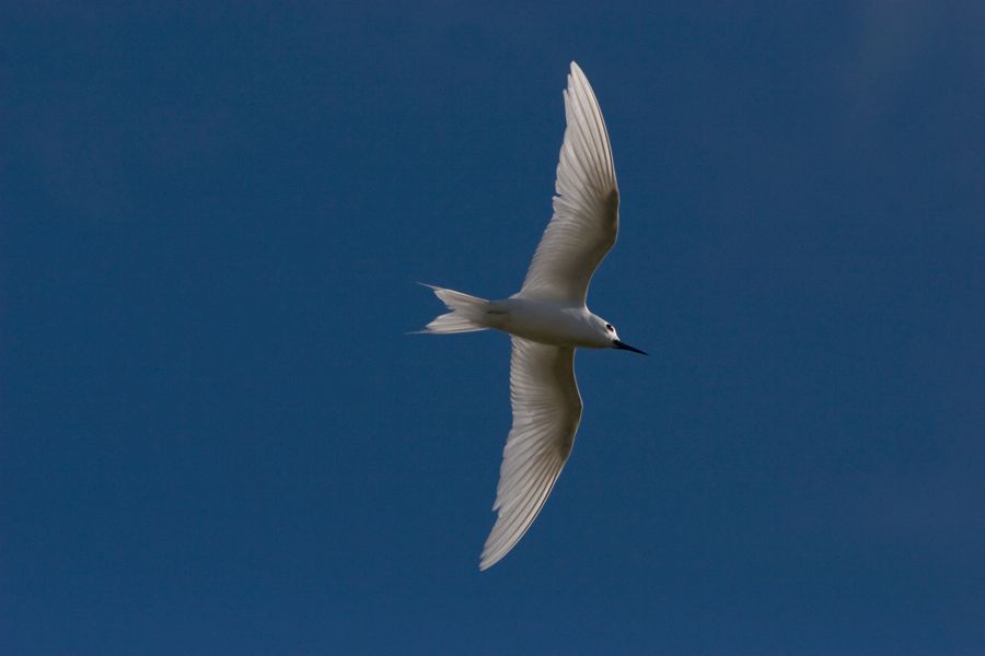 White Tern Kapionlani Park, O'ahu IMG_0124