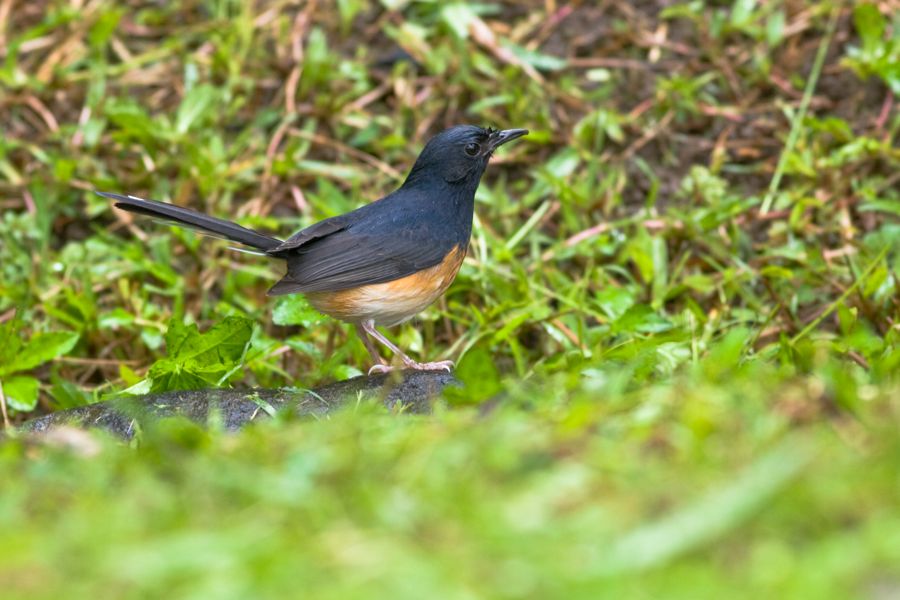 White-Rumped Shama Ho'omaluhia Botanical Garden, O'ahu IMG_8365