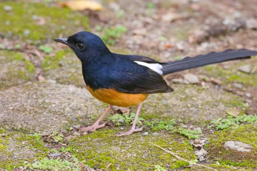 White-Rumped Shama Manoa Valley, O'ahu IMG_9822