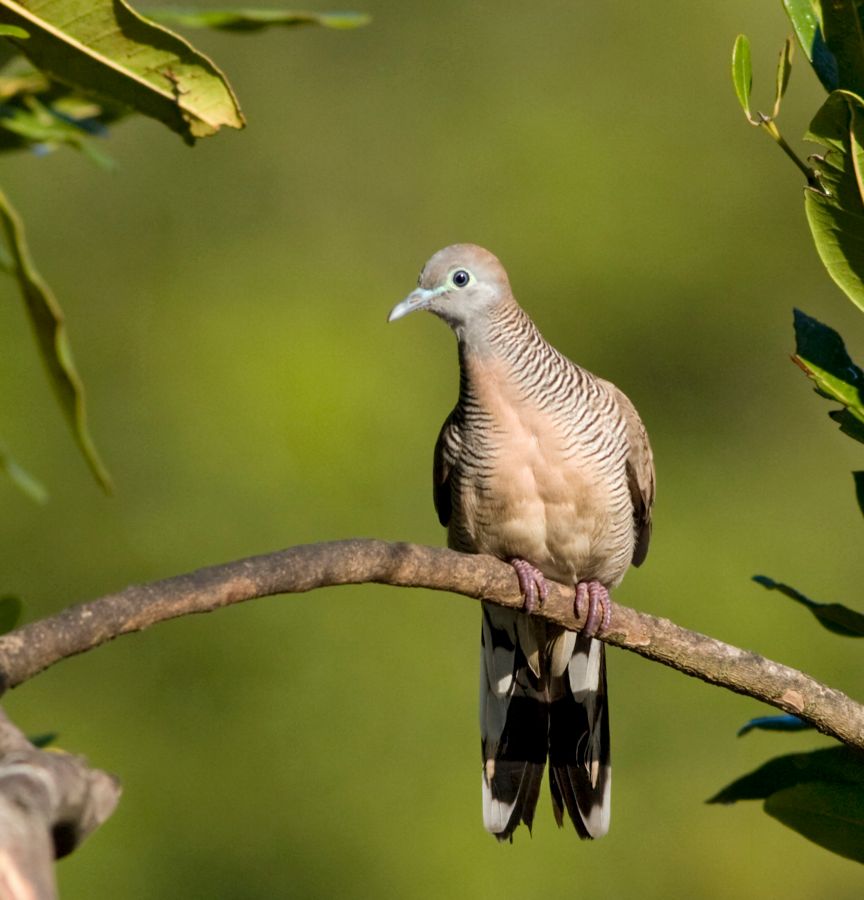 Zebra Dove Kapiolani Park, O'ahu IMG_6925