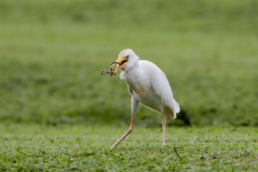 Cattle Egret with Earth Worm Valley of the Temple, O'ahu IMG_8979