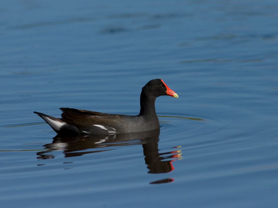 Common Moorhen Kawainui Marsh, O'ahu IMG_7363