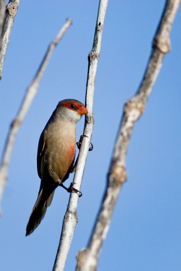 Common Waxbill Punalu'u, O'ahu IMG_7446