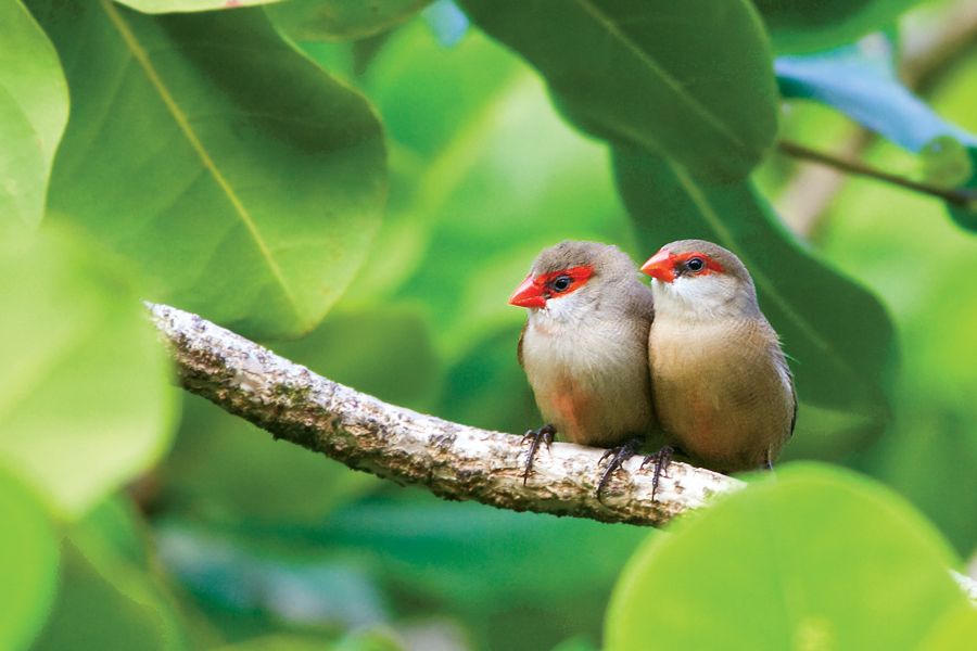 Common Waxbills Ho'omaluhia Botanical Garden, O'ahu IMG_9750