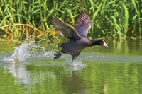 Hawaiian Coot (Red-Fronted) Aquafarm Kahuku, O'ahu IMG_8250