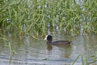 Hawaiian Coot Aquafarm Kahuku, O'ahu IMG_8228