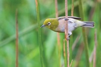 Japanese White-eye Kawainui Marsh, O'ahu IMG_9345